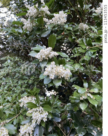 満開のアセビ 満開のアセビ 113453555