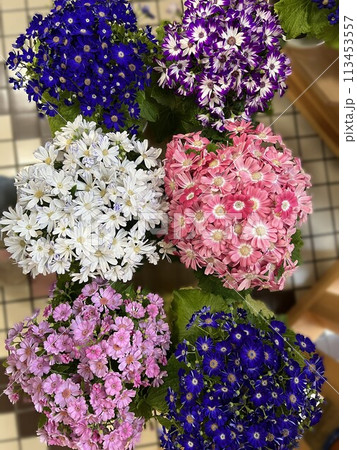 並んだサイネリアの鉢植え 113453557