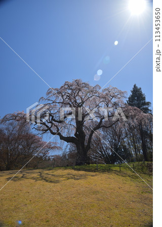 三春町の桜 113453650