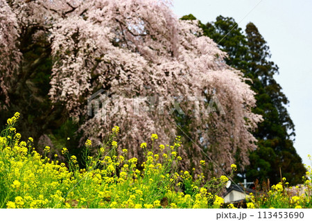 中越家の枝垂れ桜 中越家の枝垂れ桜 113453690