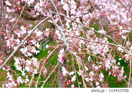 中越家の枝垂れ桜 中越家の枝垂れ桜 113453700