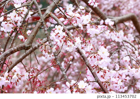 中越家の枝垂れ桜 中越家の枝垂れ桜 113453702