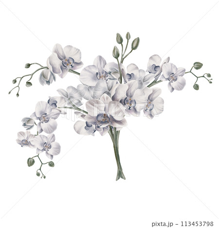 A bouquet of white orchid branches.Tropical plants, watercolor illustration, botanical painting, greeting card frame border flowers, orchids, and leaves for wedding stationery, background, postcard. 113453798