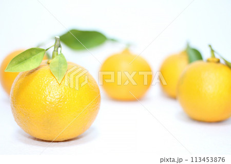 白い空間にだいだいが5個 113453876