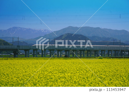 北陸新幹線開業 つるぎと菜の花 春 北陸新幹線開業 つるぎと菜の花 春 113453947