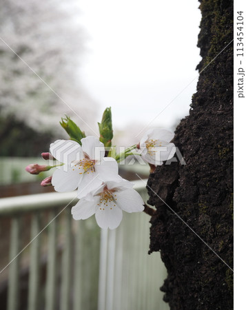 幹に咲く桜と今にも咲きそうな蕾 113454104