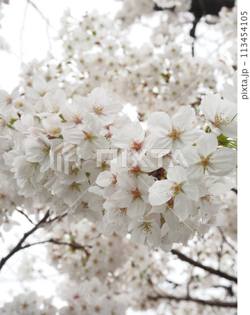 満開に咲き誇る桜の花 113454105