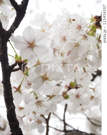 春の陽を浴びて透き通る桜の花びら 113454107