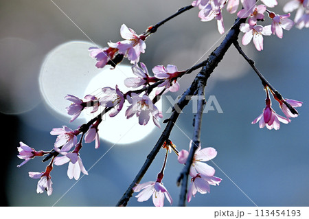 春の光を浴びる桜 113454193
