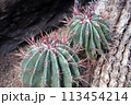 赤いトゲのサボテン（赤鳳・セキホウ） 113454214