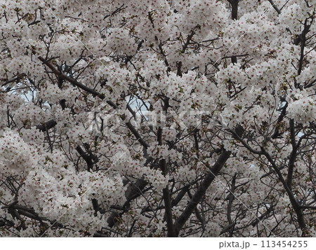 川口市の荒川河岸の満開の桜の木 川口市の荒川河岸の満開の桜の木 113454255