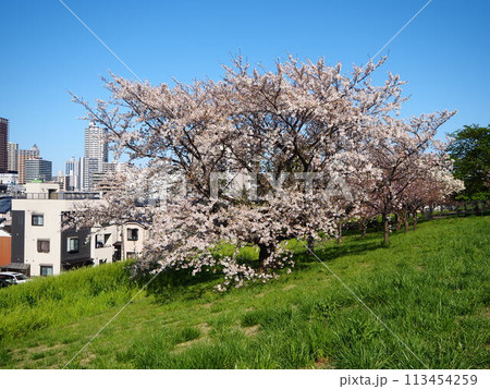 川口市の荒川運動公園桜堤に咲く満開のソメイヨシノ 川口市の荒川運動公園桜堤に咲く満開のソメイヨシノ 113454259