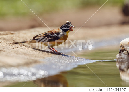 African Golden breasted Bunting in Kruger National park, South Africa African Golden breasted Bunting in Kruger National park, South Africa 113454307