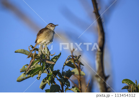 Black chested Prinia in Kruger National park, South Africa 113454312