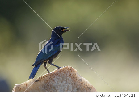 Burchell Glossy Starling in Kruger National park, South Africa Burchell Glossy Starling in Kruger National park, South Africa 113454321