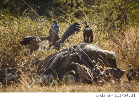 Hooded vulture and White backed Vulture in Kruger National park, South Africa 113454331