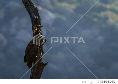 Hooded vulture in Kruger National park, South Africa Hooded vulture in Kruger National park, South Africa 113454343
