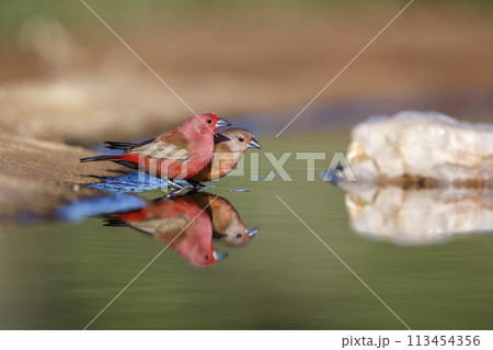 Jameson Firefinch in Kruger National park, South Africa 113454356