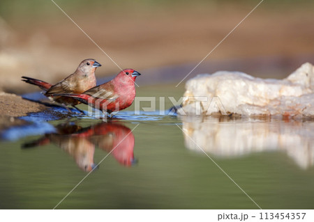 Jameson Firefinch in Kruger National park, South Africa 113454357