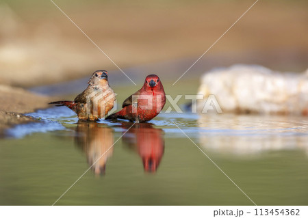 Jameson Firefinch in Kruger National park, South Africa Jameson Firefinch in Kruger National park, South Africa 113454362