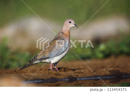 Laughing Dove in Kruger National park, South Africa 113454371