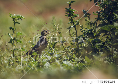 Long-billed Pipit in Kruger National park, South Africa 113454384
