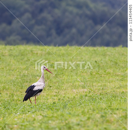 White stork (ciconia ciconia), Carpathian mountains landscape, Eastern Slovakia 113454405