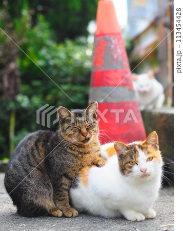 仲良し猫 113454428