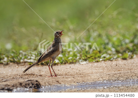 Long-billed Pipit in Kruger National park, South Africa 113454480