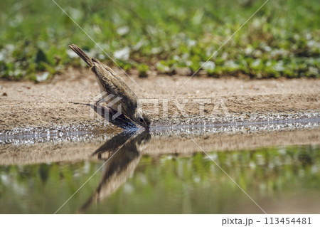Long-billed Pipit in Kruger National park, South Africa 113454481