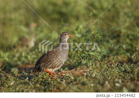 Natal francolin in Kruger National park, South Africa Natal francolin in Kruger National park, South Africa 113454482
