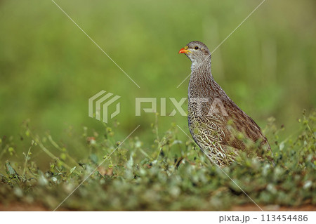 Natal francolin in Kruger National park, South Africa Natal francolin in Kruger National park, South Africa 113454486