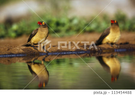 Red billed Oxpecker in Kruger National park, South Africa 113454488