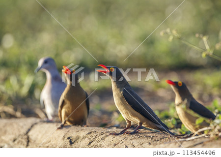 Red billed Oxpecker in Kruger National park, South Africa Red billed Oxpecker in Kruger National park, South Africa 113454496