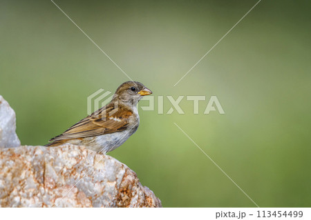Southern Grey headed Sparrow in Kruger National park, South Africa 113454499