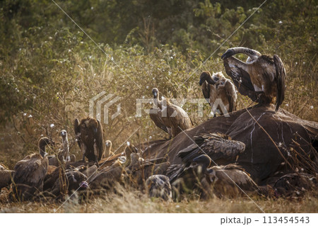 White backed Vulture in Kruger National park, South Africa 113454543