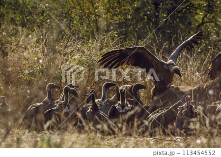 White backed Vulture in Kruger National park, South Africa 113454552