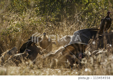 White backed Vulture in Kruger National park, South Africa White backed Vulture in Kruger National park, South Africa 113454558