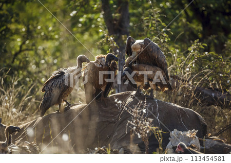 White backed Vulture in Kruger National park, South Africa White backed Vulture in Kruger National park, South Africa 113454581