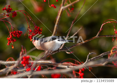 アカウソ 113455089