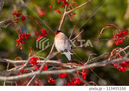 アカウソ 113455108