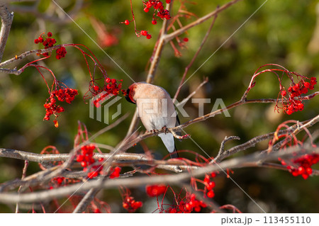 アカウソ 113455110