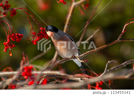 アカウソ アカウソ 113455141