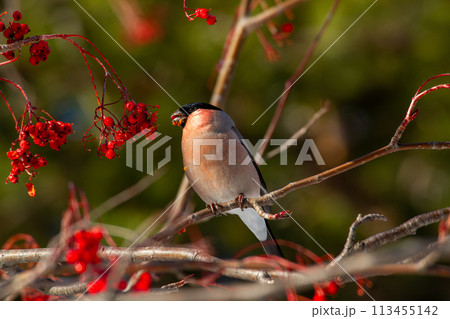 アカウソ 113455142