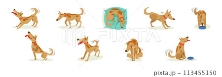Funny Dog Domestic Pet and Animal in Different Pose Vector Set Funny Dog Domestic Pet and Animal in Different Pose Vector Set 113455150