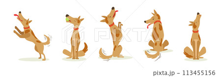 Funny Dog Domestic Pet and Animal in Different Pose Vector Set 113455156