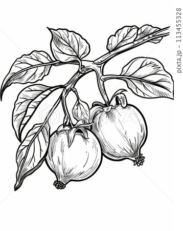 Black ink drawing of a branch with two hanging exotic fruits and leaves on a white background Black ink drawing of a branch with two hanging exotic fruits and leaves on a white background 113455328