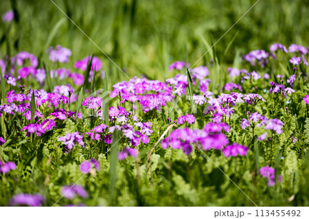 埼玉県さいたま市　田島ヶ原サクラソウ自生地 113455492