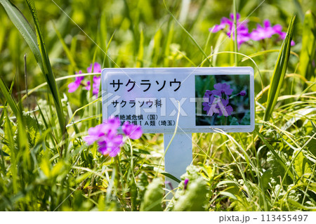 埼玉県さいたま市　田島ヶ原サクラソウ自生地 113455497