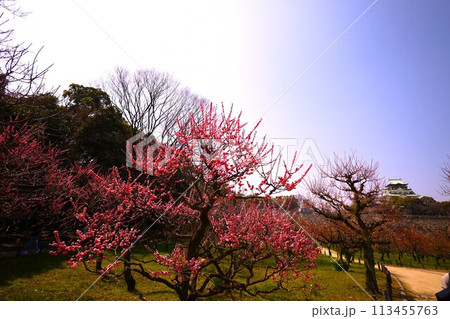 大阪城公園の梅林、盛りなり、大阪城にある梅林は今日もにぎわう。3月初旬のこと、梅、大阪城、 113455763